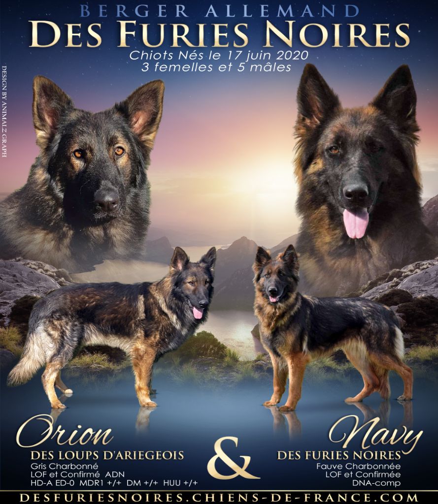 Des Furies Noires - Berger Allemand Poil Long - Portée née le 17/06/2020