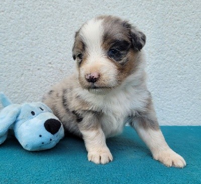 mâles bleu merle