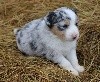 Bleue Merle petites tâche