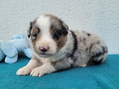 mâles bleu merle