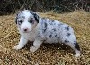 Bleue Merle petites tâche