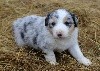 Bleue Merle petites tâche