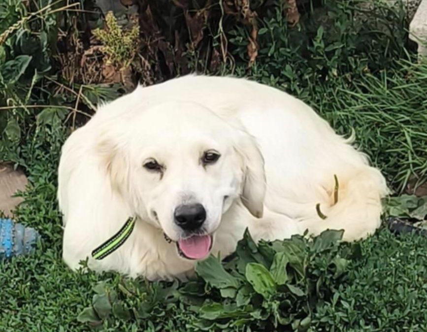 Vodka Des Furies Noires