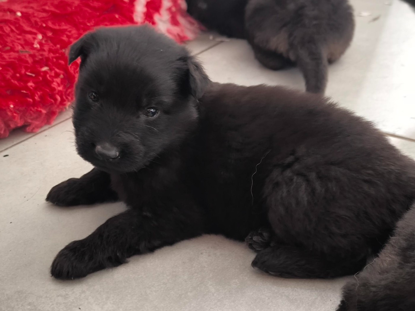 Des Furies Noires - Chiots disponibles - Berger Allemand Poil Long