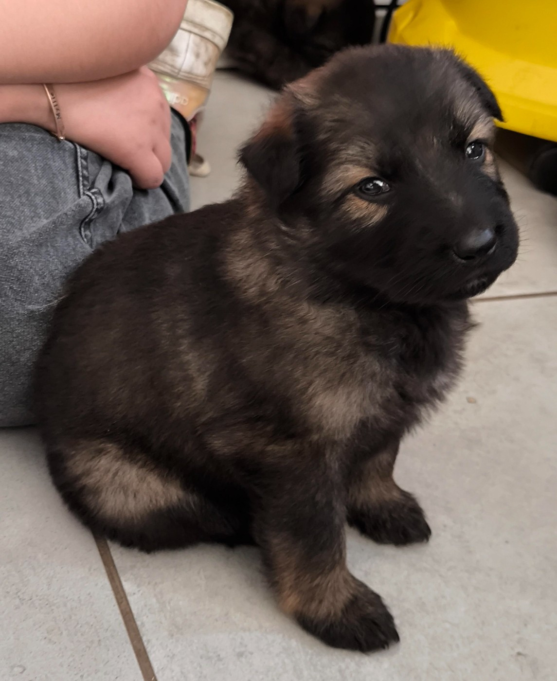 Des Furies Noires - Chiots disponibles - Berger Allemand Poil Long