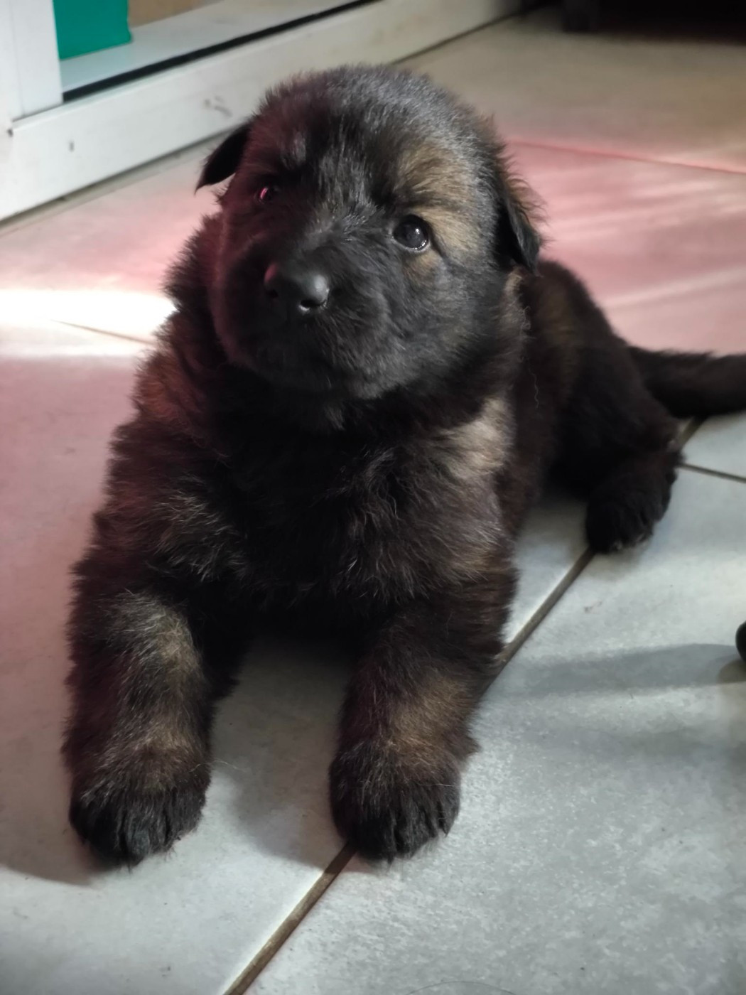 Des Furies Noires - Chiots disponibles - Berger Allemand Poil Long