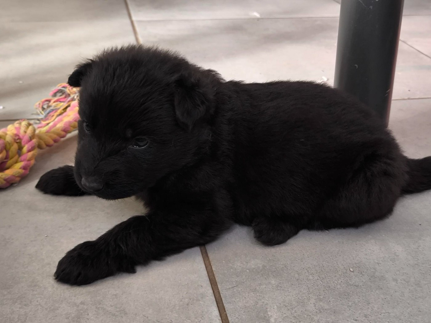 Des Furies Noires - Chiots disponibles - Berger Allemand Poil Long