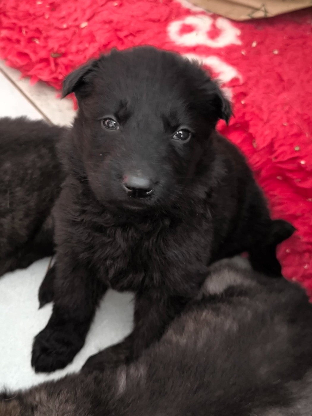 Des Furies Noires - Chiots disponibles - Berger Allemand Poil Long